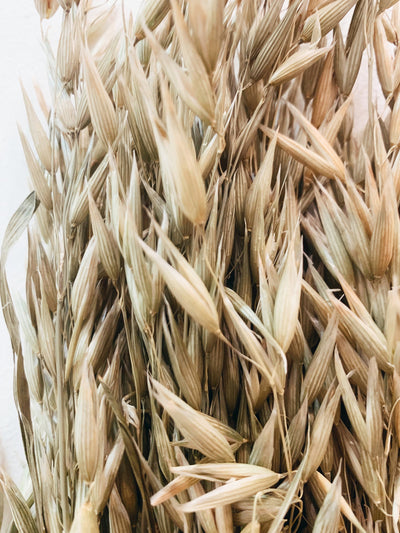 Avena Natural Dried Flowers