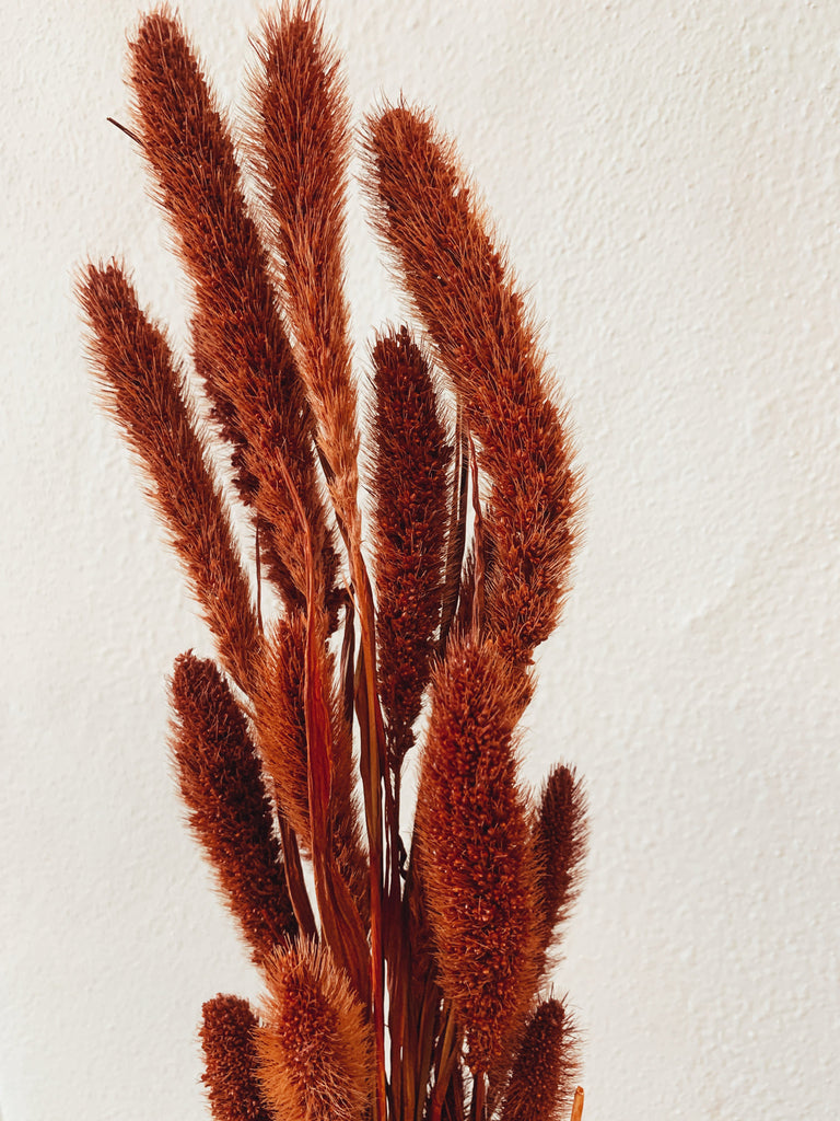 Setaria Red Dried Flowers