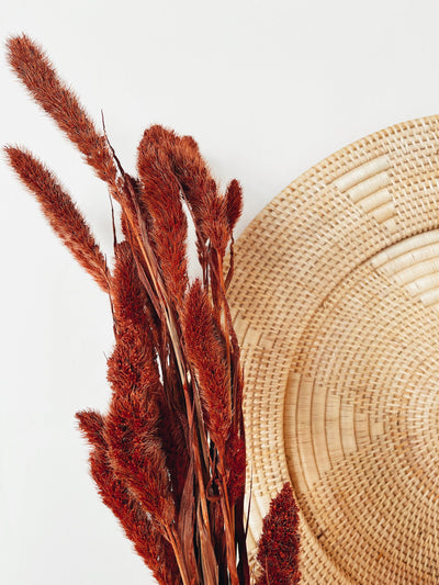 Setaria Red Dried Flowers